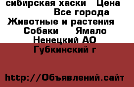 l: сибирская хаски › Цена ­ 10 000 - Все города Животные и растения » Собаки   . Ямало-Ненецкий АО,Губкинский г.